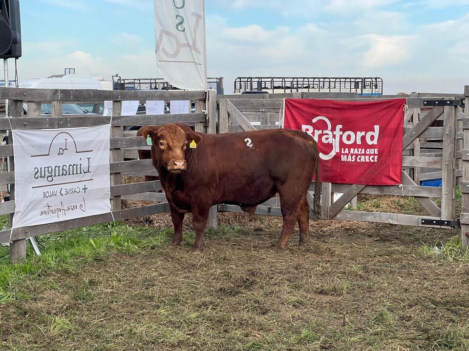Limangus exhibió sus mejores toros y vaquillonas en la jura de reproductores de AgroActiva